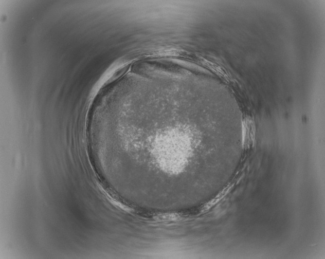 X0000078860195200611271420