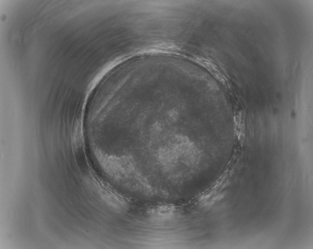 X0000078860196200611271420