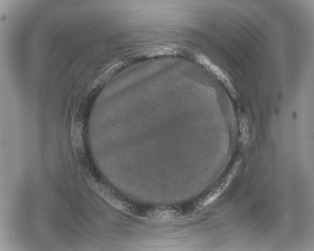 X0000078860209200611271420