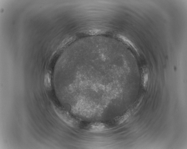 X0000078860214200611271420