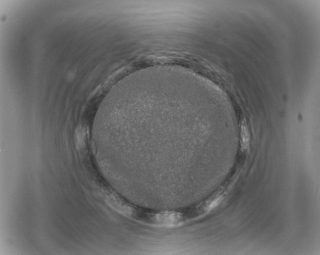 X0000078860225200611271420