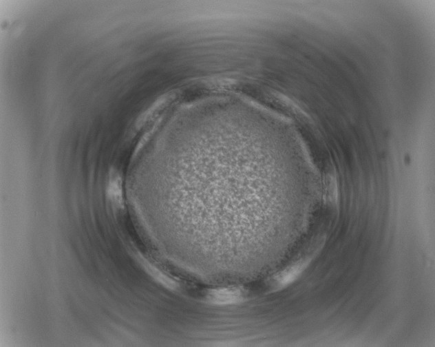 X0000078860238200611271419