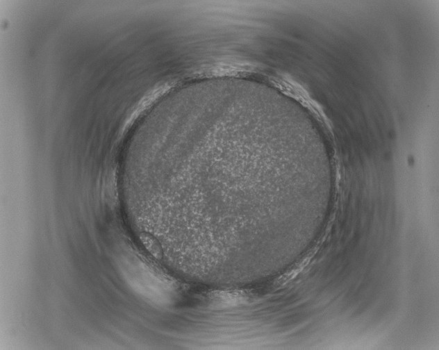 X0000078860250200611271419