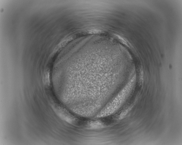 X0000078860262200611271419