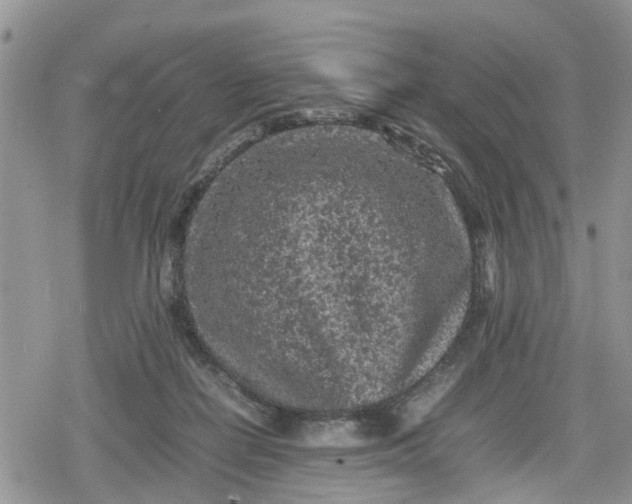 X0000078860266200611271419