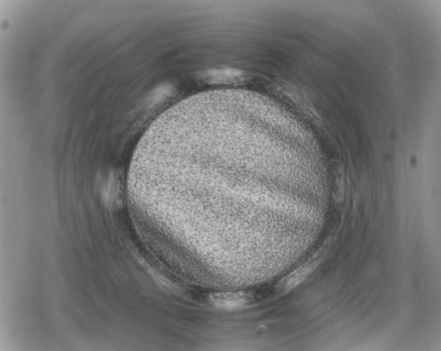 X0000078860273200611271419