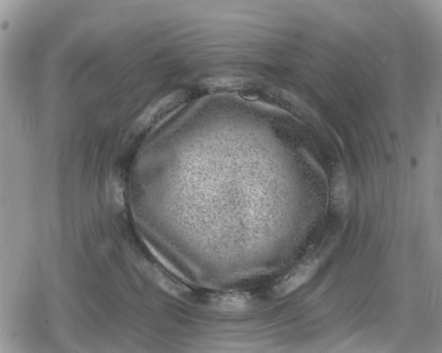 X0000078860282200611271419