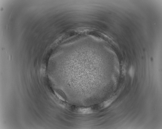 X0000078860283200611271419