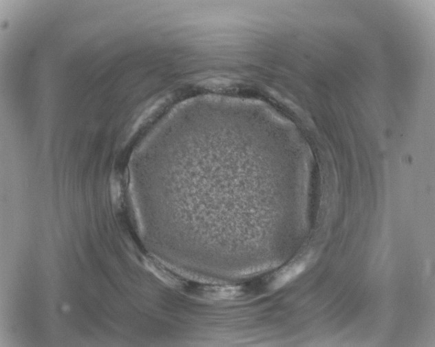 X0000078860288200611271419