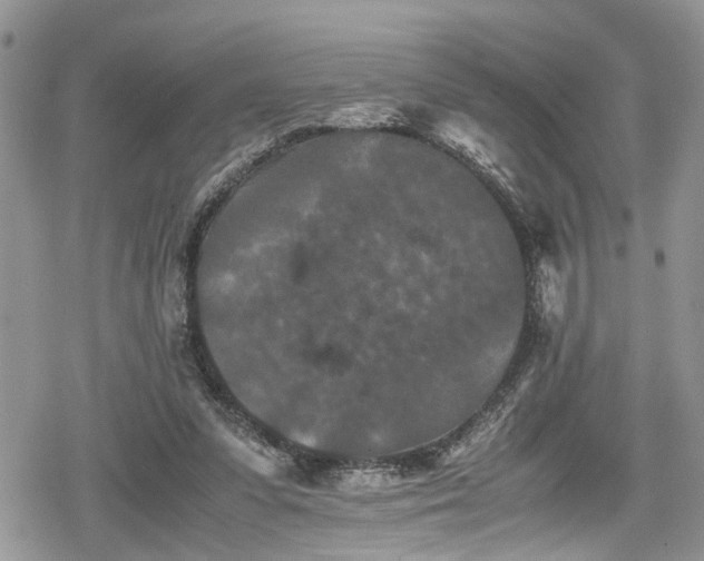 X0000078860303200611271418