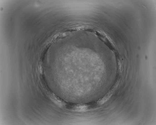 X0000078860313200611271418