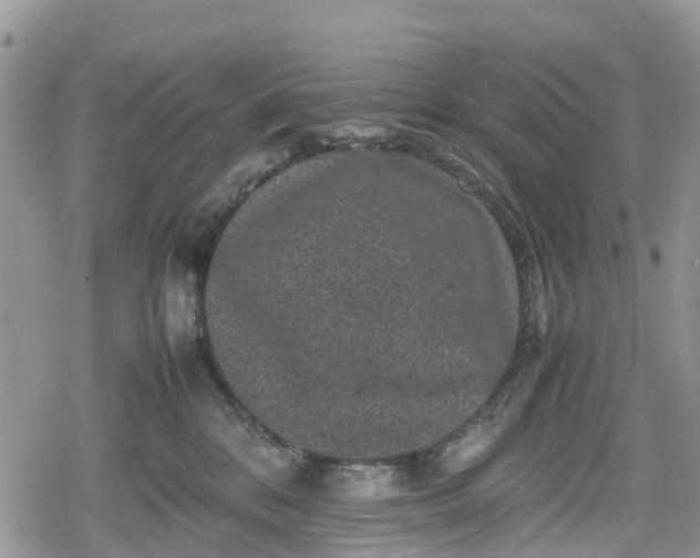 X0000078860328200611271418