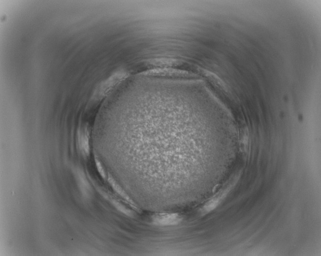 X0000078860334200611271418