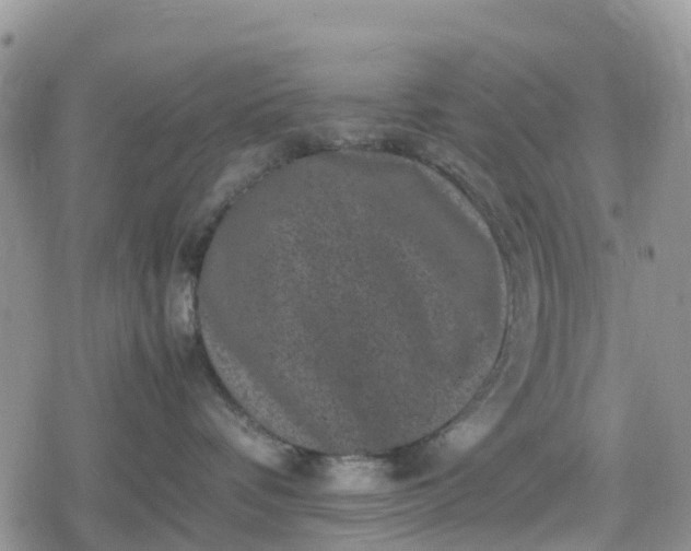 X0000078860336200611271418