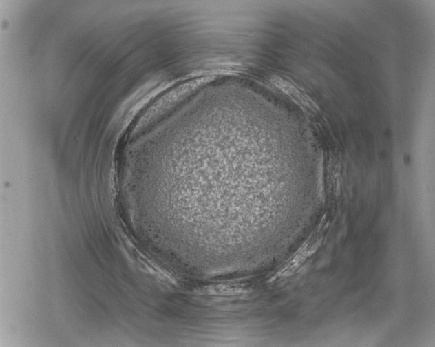 X0000078860338200611271417