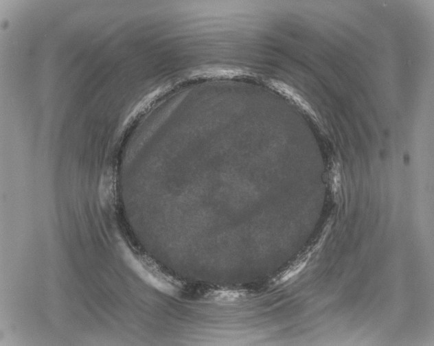 X0000078860352200611271417