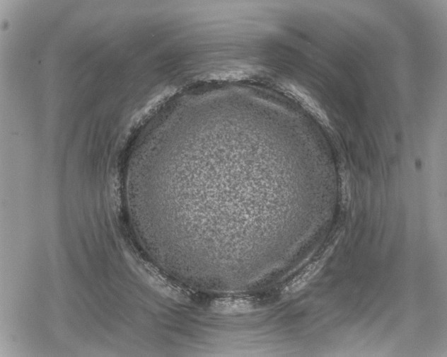 X0000078860354200611271417