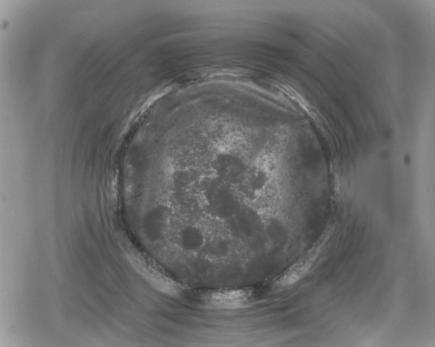 X0000078860357200611271417