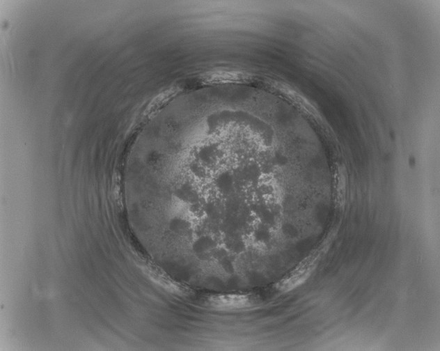 X0000078860361200611271417