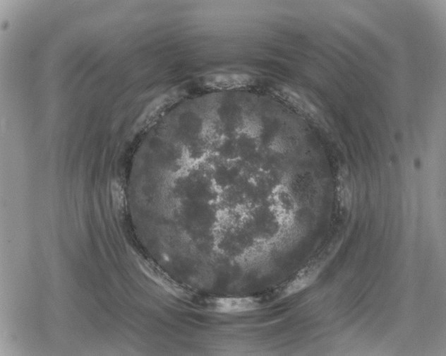 X0000078860371200611271418