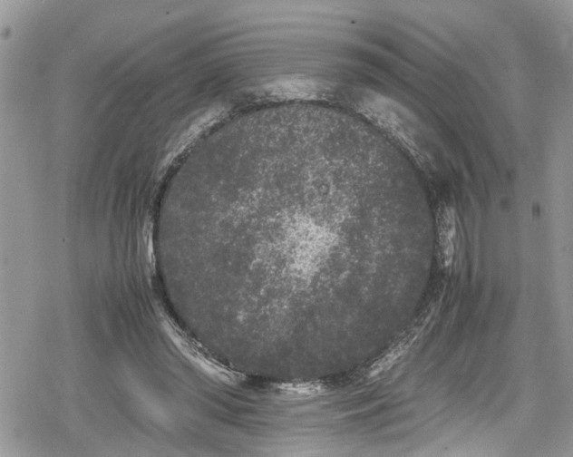 X0000078860398200611271417