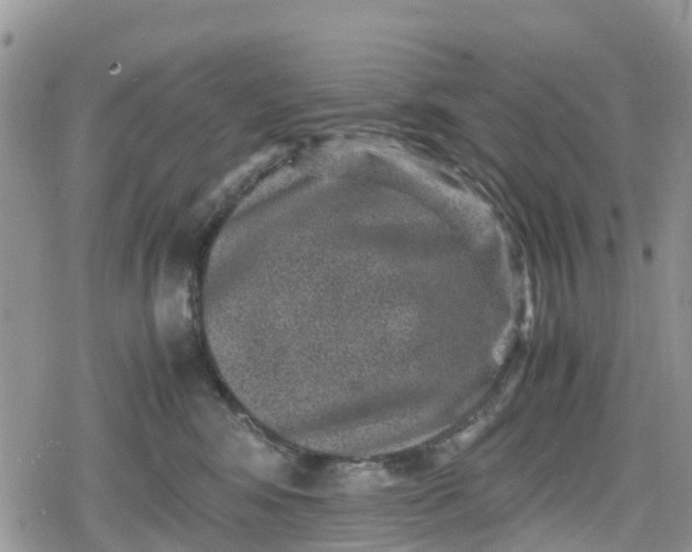 X0000078860424200611271416