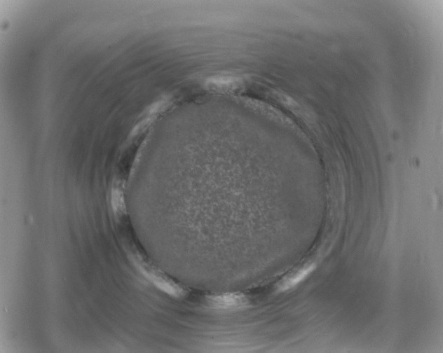 X0000078860432200611271416