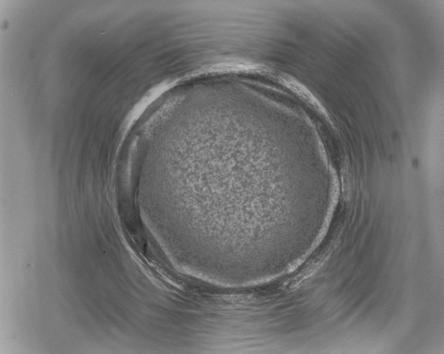 X0000078860436200611271416