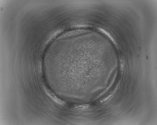 X0000078860447200611271416