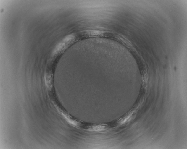 X0000078860462200611271416