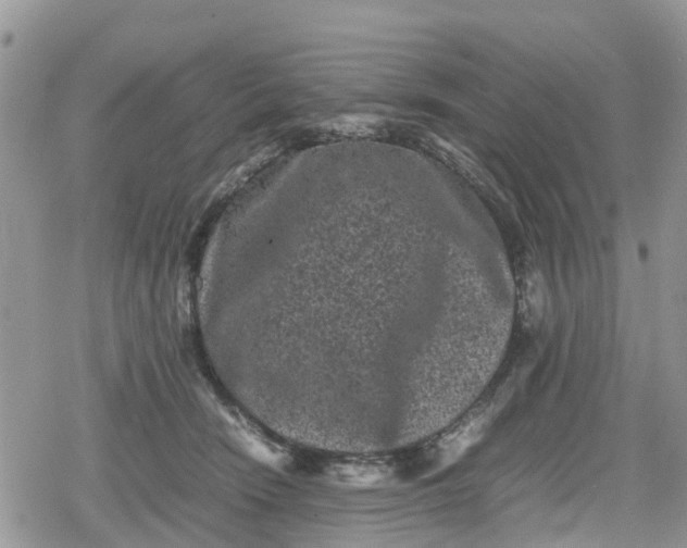 X0000078860466200611271416