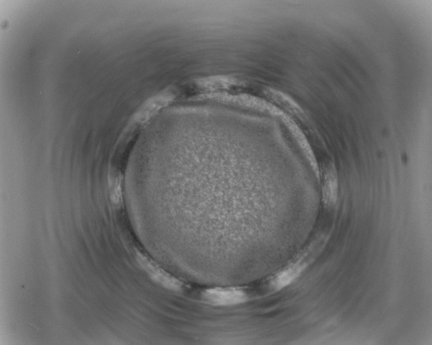 X0000078860477200611271416