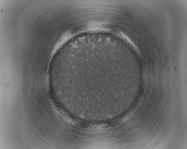 X0000078860488200611271415