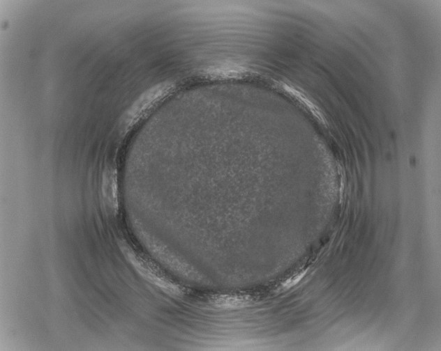 X0000078860494200611271415