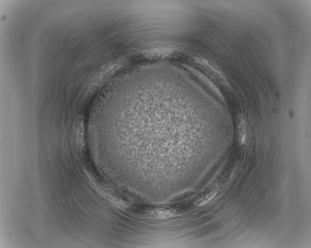 X0000078860498200611271415