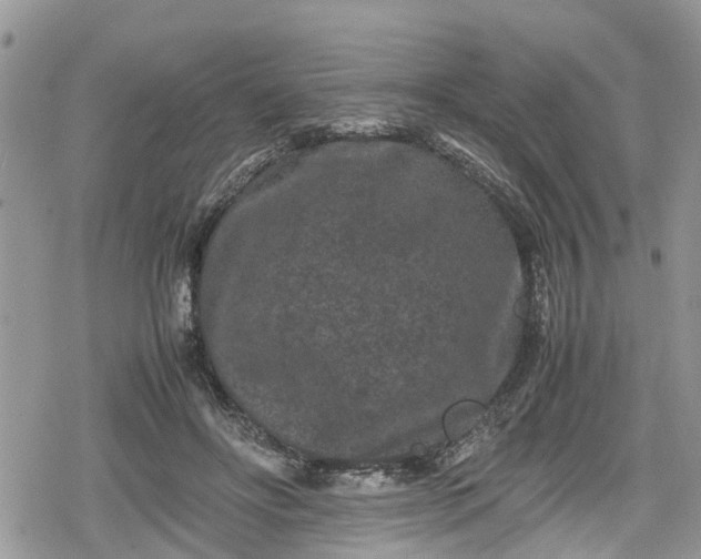 X0000078860502200611271415