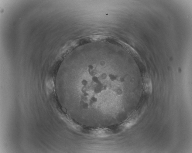 X0000078860523200611271415