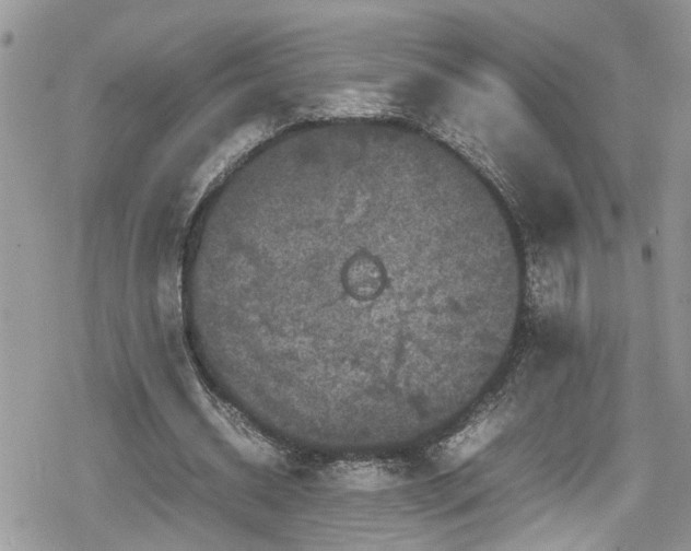 X0000078860534200611271414