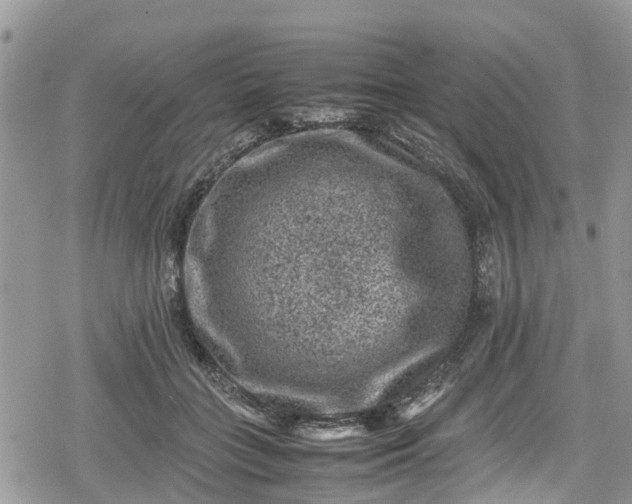 X0000078860555200611271414