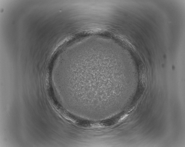 X0000078860591200611271414