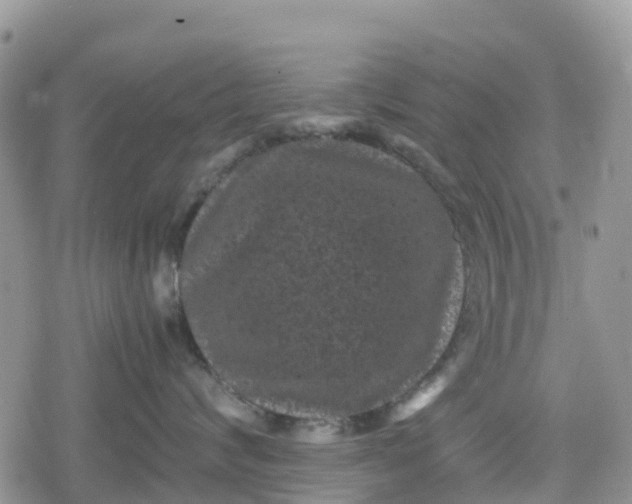 X0000078860624200611271413