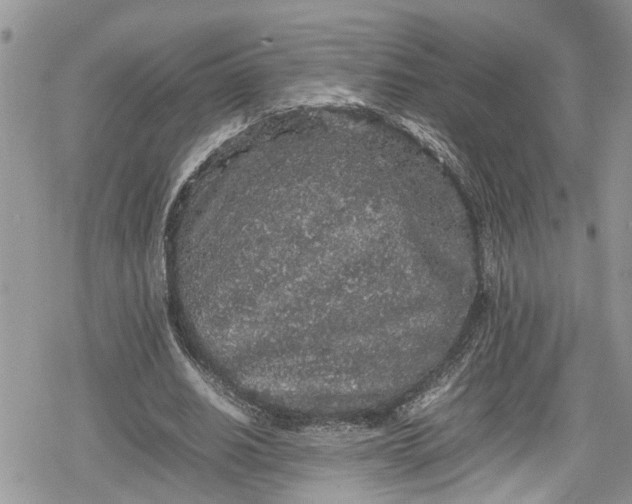 X0000078860630200611271412