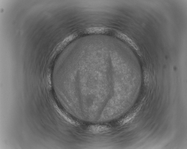 X0000078860633200611271413