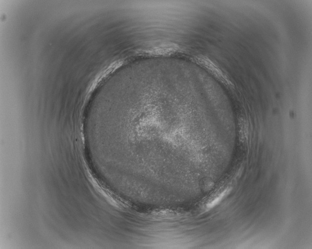 X0000078860634200611271413