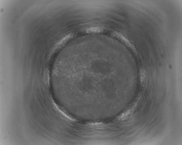 X0000078860637200611271413