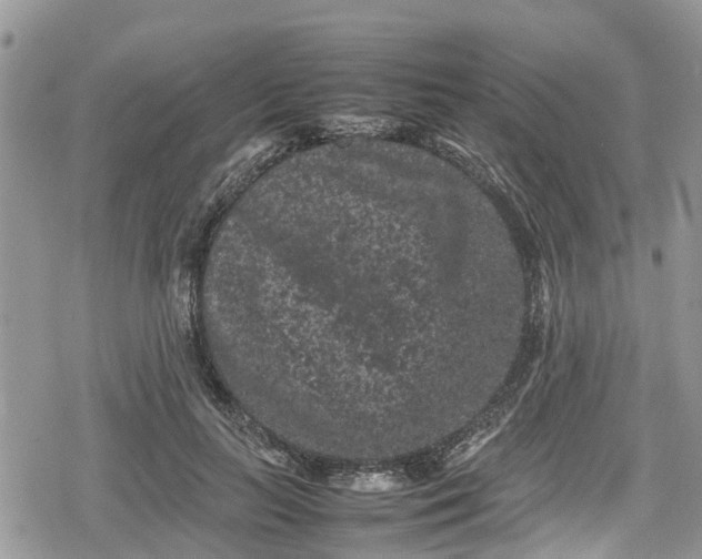 X0000078860647200611271413