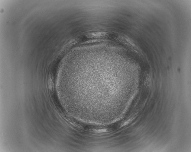 X0000078860651200611271413