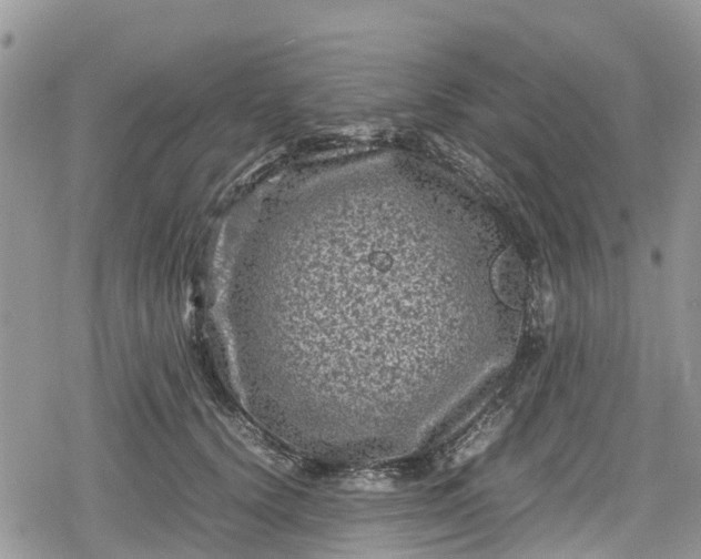 X0000078860656200611271413