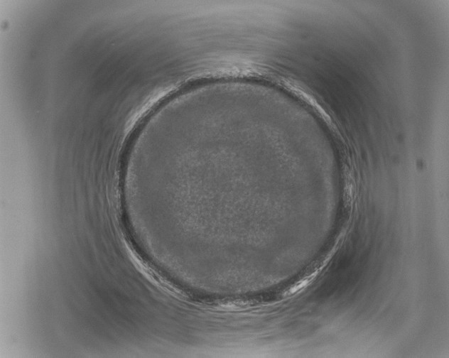 X0000078860677200611271412