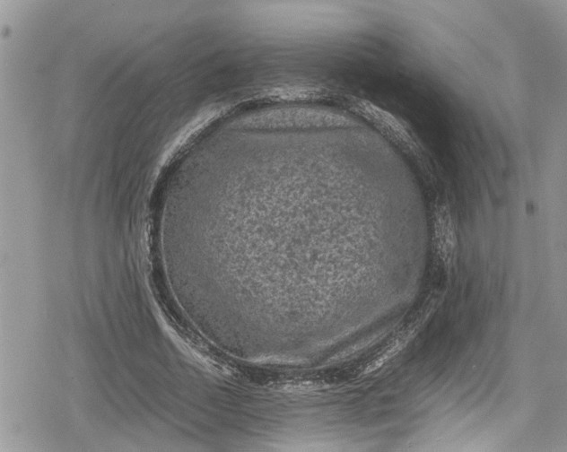 X0000078860730200611271411